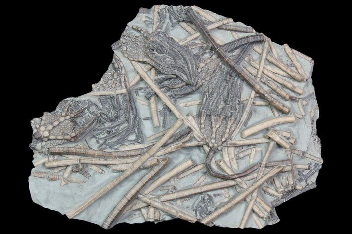 Exceptional, Crinoid Plate (Gaurocrinus) - Quebec #92471